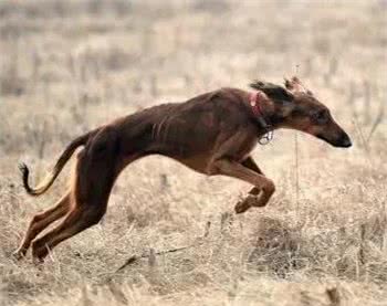 中国古老犬种：细犬-即将消失的猎犬