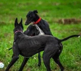 中国古老犬种：细犬-即将消失的猎犬