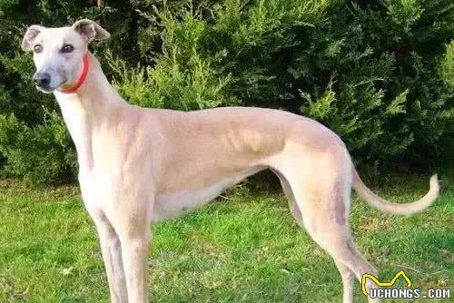 中国古老犬种：细犬-即将消失的猎犬