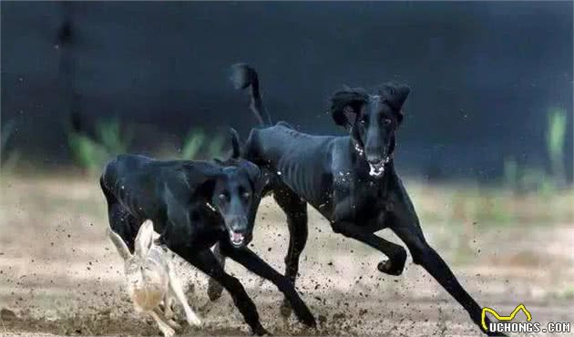 中国古老犬种：细犬-即将消失的猎犬