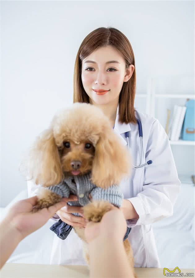 宠物犬：“蛔虫病”的症状和诊断治疗及预防措施统统在这里