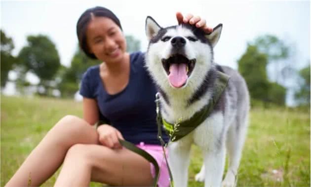 俄罗斯名犬西伯利亚雪橇犬，人兽无害的哈士奇