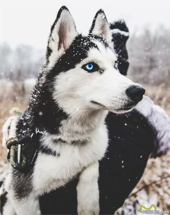 俄罗斯名犬西伯利亚雪橇犬，人兽无害的哈士奇