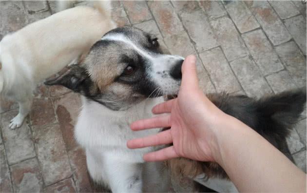 狗狗总舔你手脚，一定是想告诉你这些事