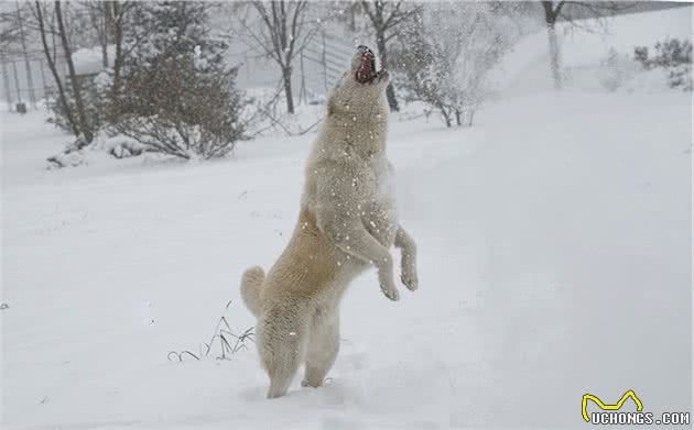 来看一下这世界级的猛犬，藏獒都只能靠边站？