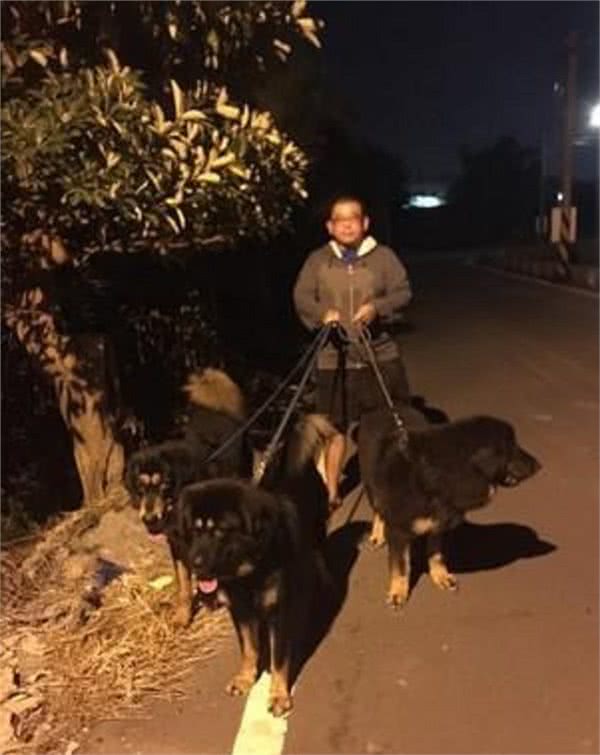 主人半夜遛3只藏獒,走在乡村小道完全不用怕