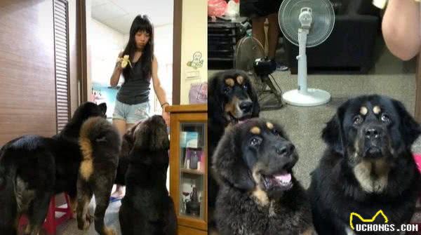 主人半夜遛3只藏獒,走在乡村小道完全不用怕