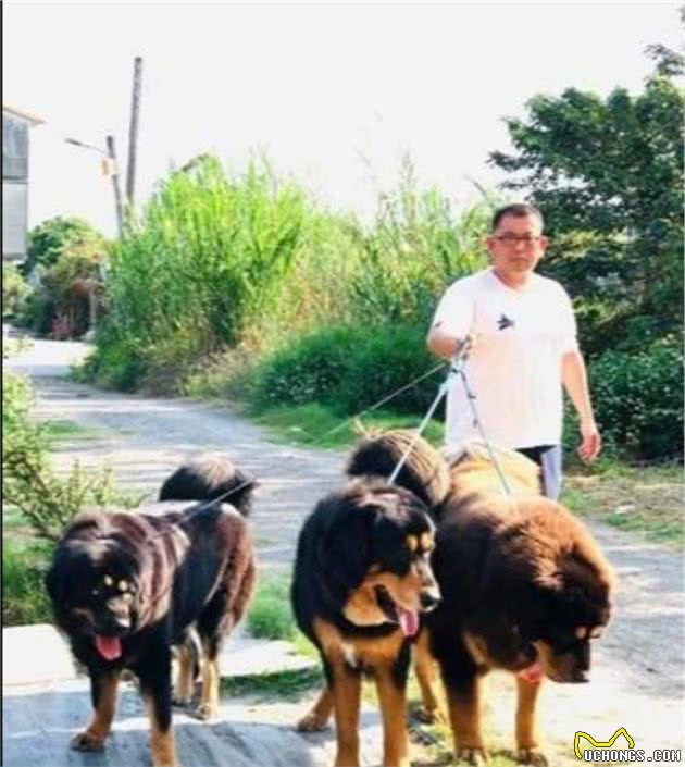 主人半夜遛3只藏獒,走在乡村小道完全不用怕