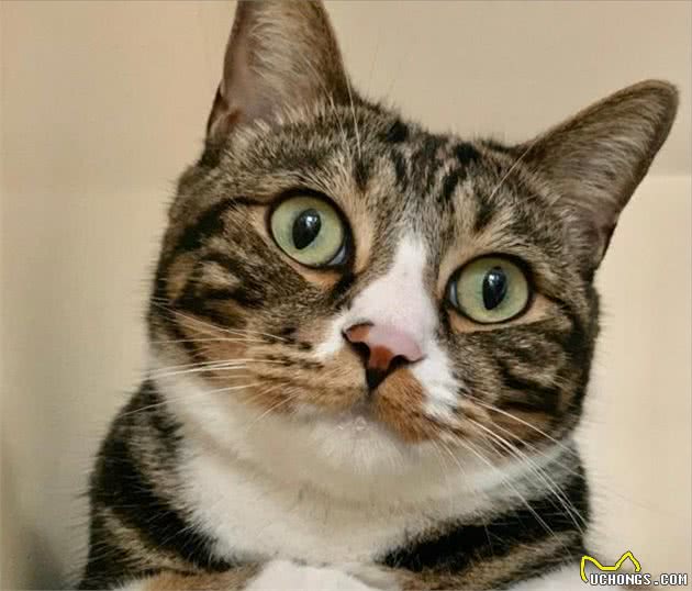 狸花猫为什么是“最受欢迎”的猫咪？网友：实在是太优秀了