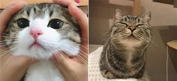 狸花猫为什么是“最受欢迎”的猫咪？网友：实在是太优秀了