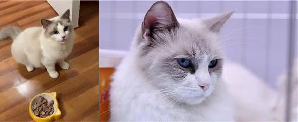 布偶猫很可爱，但是养它要承受这6个“痛”，你接受得了吗？