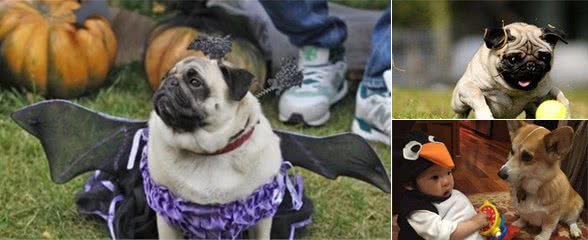 柯基犬PK巴哥犬，你选哪个？