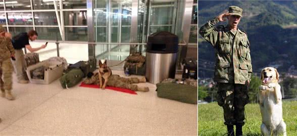 20个工作犬的日常画面，网友：为人类奉献了一辈子，辛苦你们了