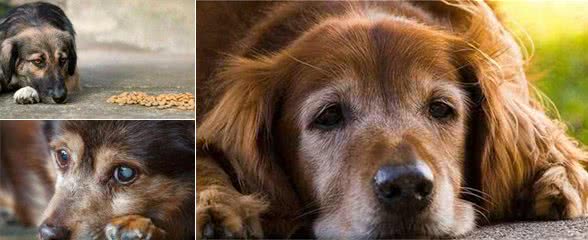 铲屎官一定要重视,狗狗开始衰老的信号