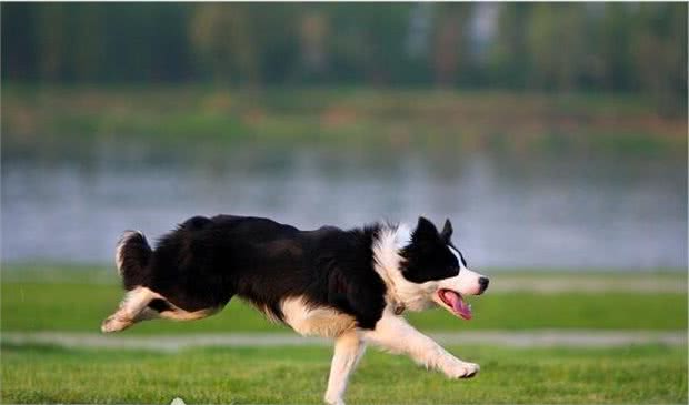 什么狗最聪明？世界上最聪明的十种狗狗排名边境牧羊犬排