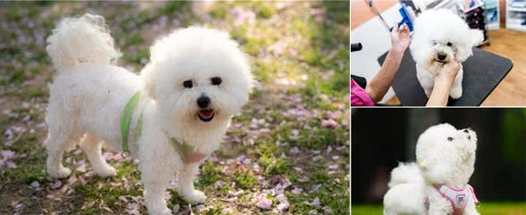 比熊犬这6个部位,让你碰,说明你对它很重要