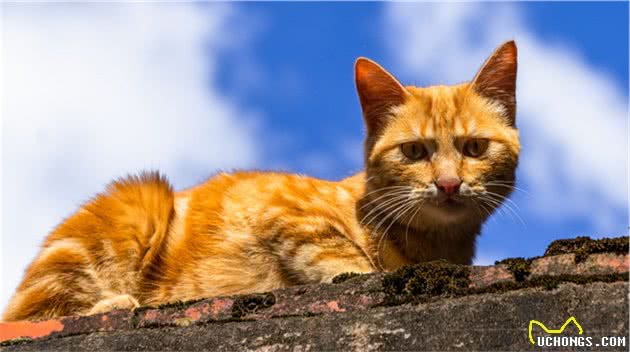 揭秘：猫咪的毛色为什么能有这么多？它们的颜色不一定遗传父母