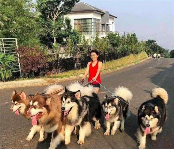 养阿拉斯加犬要面对的“6大难题”，看完你还敢养吗？