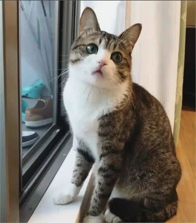 喂养狸花猫的常见雷区，你踩过吗？