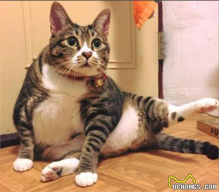 喂养狸花猫的常见雷区，你踩过吗？
