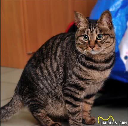 喂养狸花猫的常见雷区，你踩过吗？