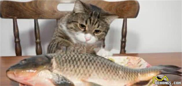喂养狸花猫的常见雷区，你踩过吗？
