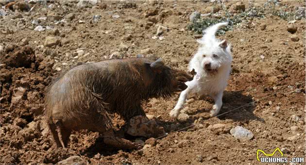 下司犬的5大缺点，网友：就算想养也不敢养啊