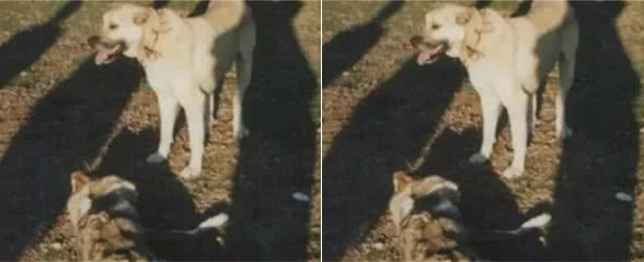 斗牛犬和狼单挑，谁的胜算大？