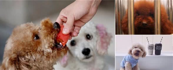 饲养泰迪犬的6个“不”，你知道吗？