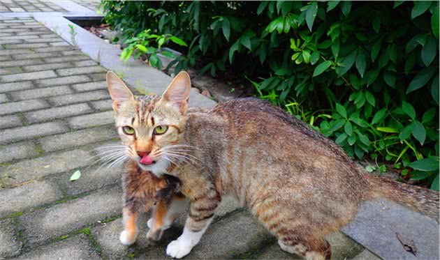 “弃养率”最高的6种猫，想清楚再养