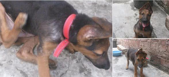 网上买的德牧犬，感觉长相有点不对劲，网友看后心态崩了