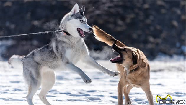 犬排便疼痛可能是哪些原因引起的？如何不及时治疗会发生什么？