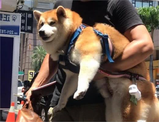 狗狗不让你抱?这几招“错误抱狗姿势”,很多人还在用