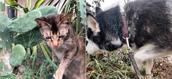 猫猫狗狗都爱吃草，背后的原因还真不简单