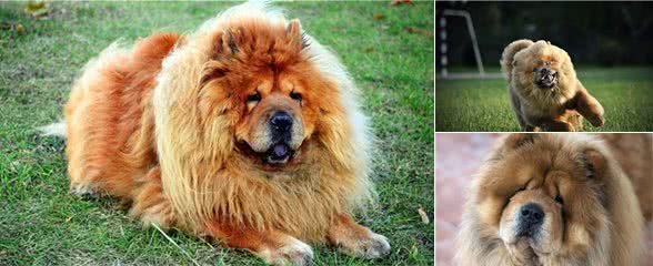 个性独特的松狮犬