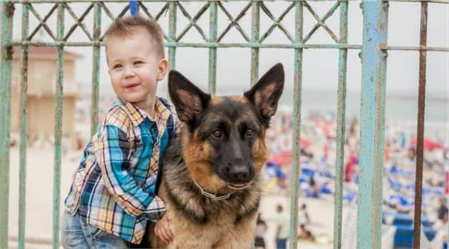 德国牧羊犬的优缺点，看完你还想养吗？