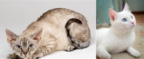 猫界“臭猫”前6名，谁养谁崩溃，你养过吗？