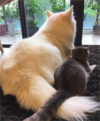 猫狗之间的关系水火不容？猫咪和狗狗也是可以相亲相爱的