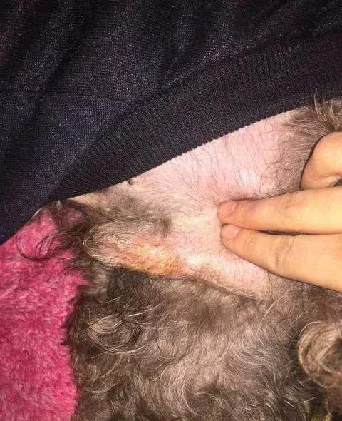 狗狗绝育的利与弊