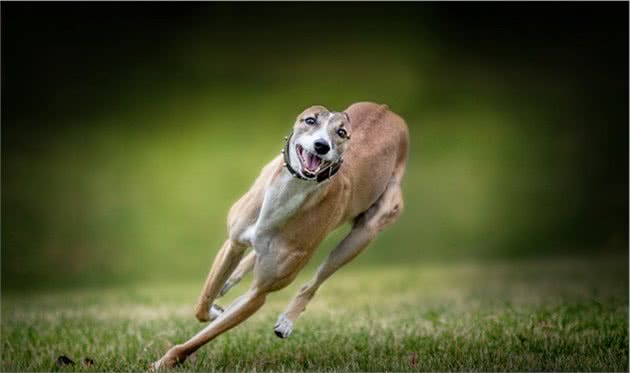 灵缇犬跟猎豹一样快，但却被抓去当赛犬，导致这种狗狗寿命都很短