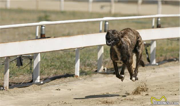 灵缇犬跟猎豹一样快，但却被抓去当赛犬，导致这种狗狗寿命都很短