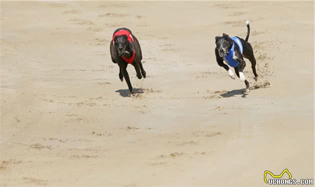 灵缇犬跟猎豹一样快，但却被抓去当赛犬，导致这种狗狗寿命都很短