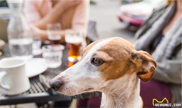 灵缇犬跟猎豹一样快，但却被抓去当赛犬，导致这种狗狗寿命都很短