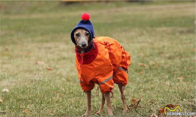 灵缇犬跟猎豹一样快，但却被抓去当赛犬，导致这种狗狗寿命都很短