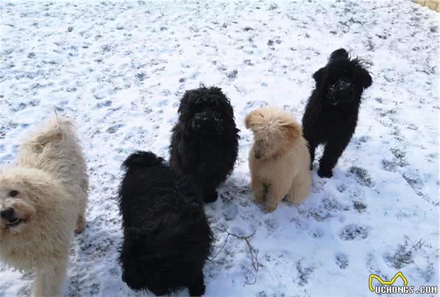 带着狗狗去雪原