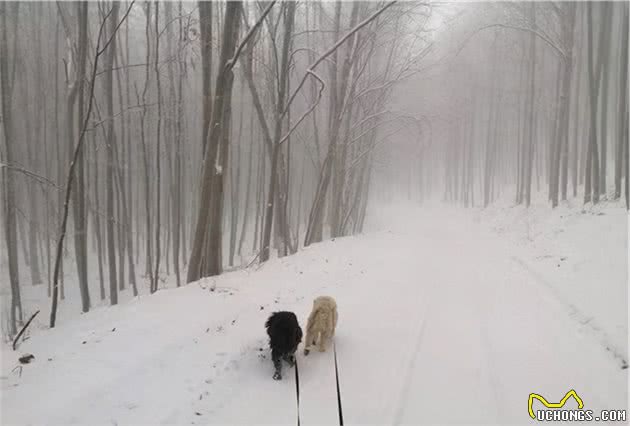 带着狗狗去雪原