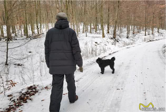 带着狗狗去雪原