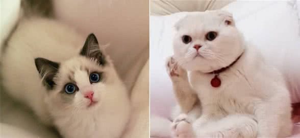 最适合女生养的5种宠物猫，温顺又可爱，分分钟撩动你心弦！