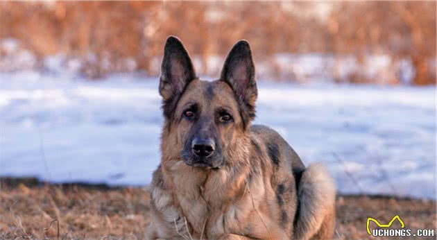 德国牧羊犬到底有什么“魅力”，让人难以割舍