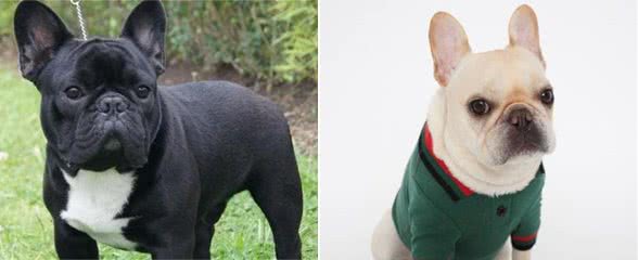 不少人养的法国斗牛犬都是串串，纯种的有这几个特征，你家狗纯吗